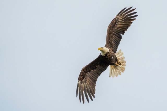 Image of Soaring Bald Eagle Over Kentucky Lake by Eric Nally from Florence